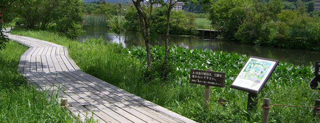箱根湿生花園