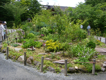 箱根湿生花園