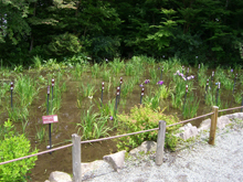 箱根湿生花園