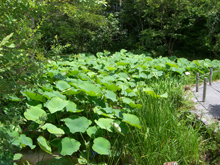 箱根湿生花園