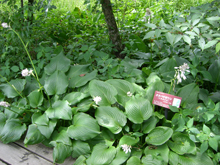 箱根湿生花園