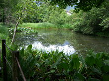 箱根湿生花園