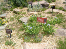 箱根湿生花園