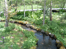 箱根湿生花園