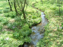 箱根湿生花園