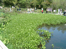 箱根湿生花園