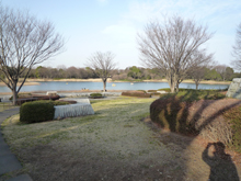 昭和記念公園