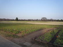 昭和記念公園