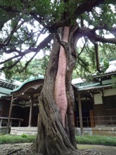 円覚寺