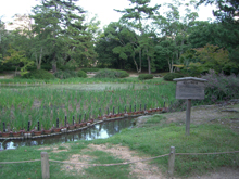 栗林公園