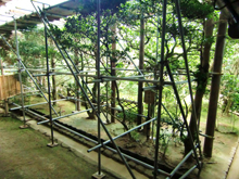 龍安寺方丈庭園