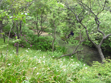 三渓園