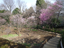 殿ヶ谷戸庭園