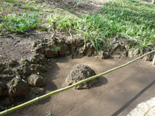 殿ヶ谷戸庭園