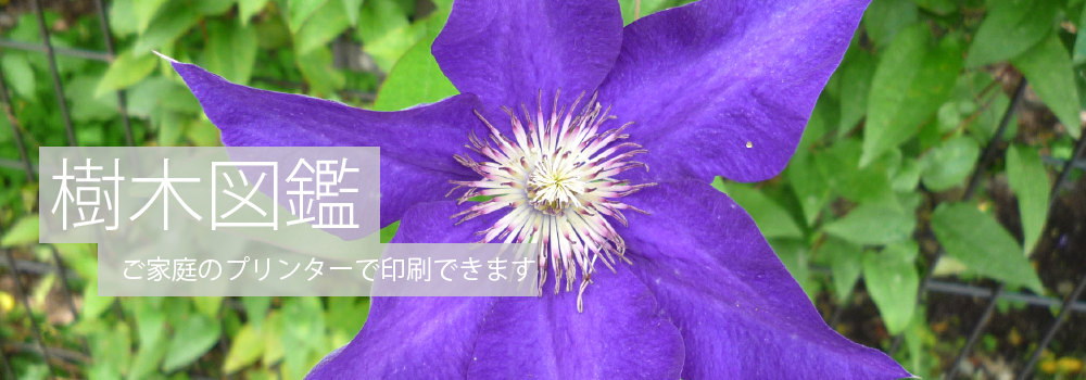 樹木図鑑
