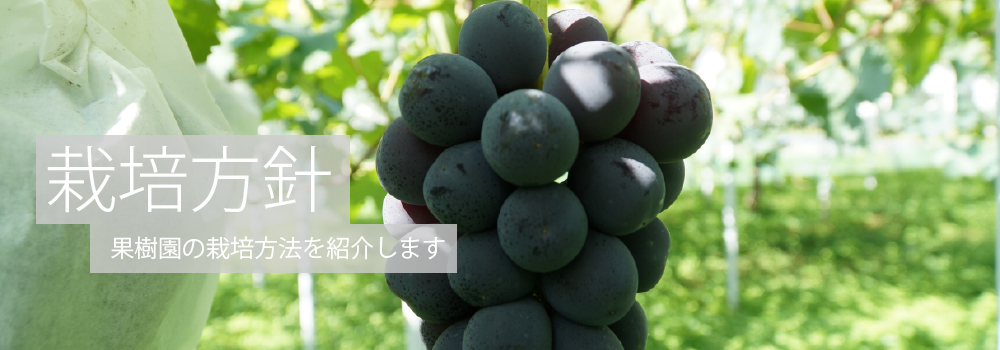 栽培方針